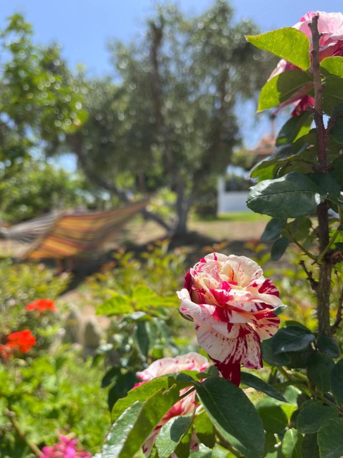 Antigone'S Garden Βίλα Χαλικούνας Εξωτερικό φωτογραφία